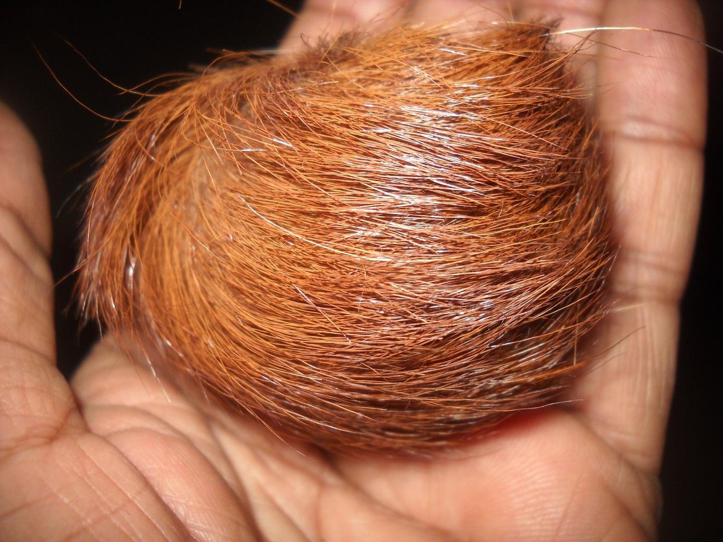 Kasturi – The Enigmatic Power of Mystical Fragrance