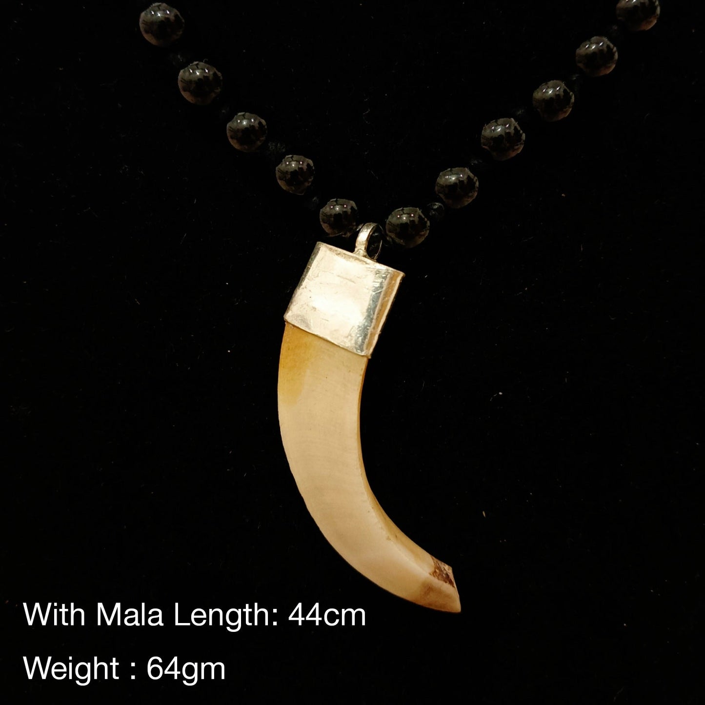 Shukar Dant varah Dant Natural Genuine