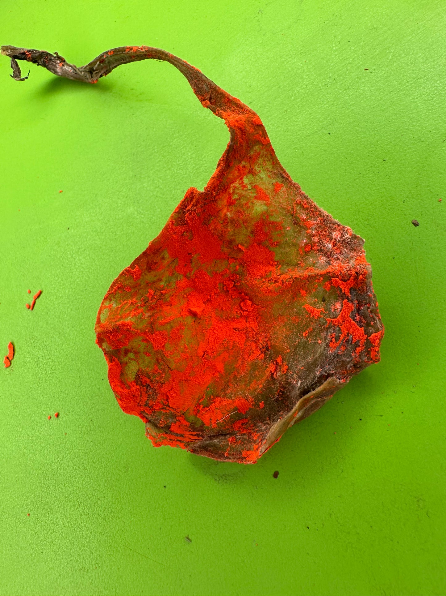 Sadharan Cat Jer – Wealth & Nazar Protection