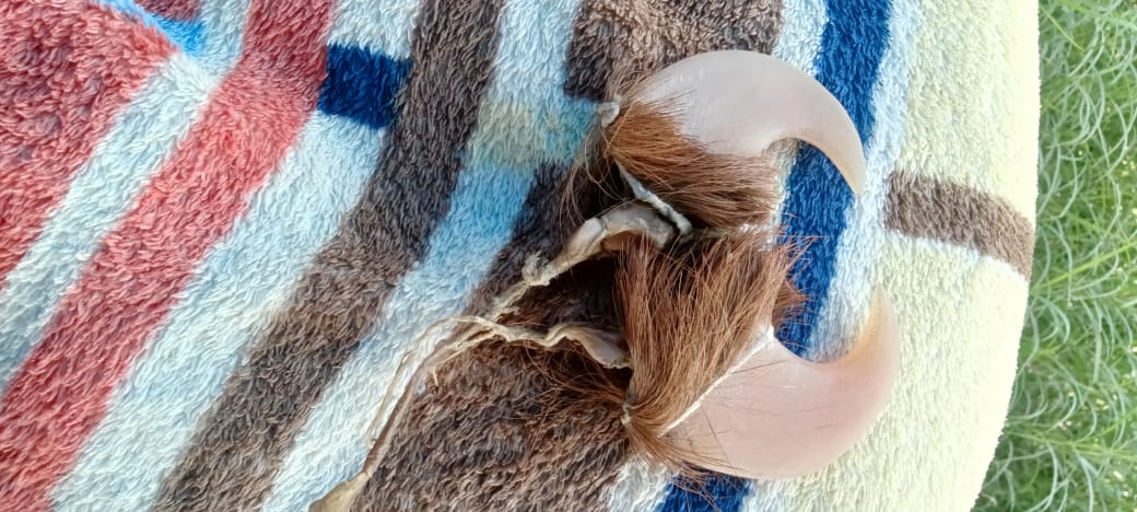 🦁 Natural Lion Claw Pair Pendants – Symbol of Power & Protection