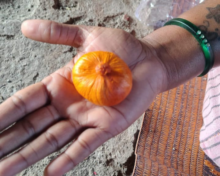 Amarkasturi –for Divine Power & Prosperity