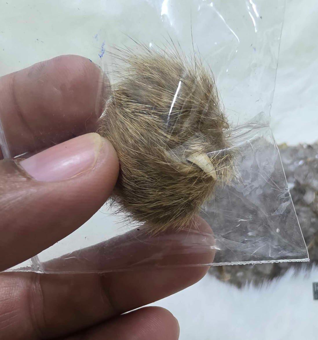 Powerful Billi Ki Jer + Siyar Singhi Combo for Business Growth