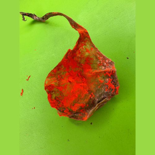 Sadharan Cat Jer – Wealth & Nazar Protection