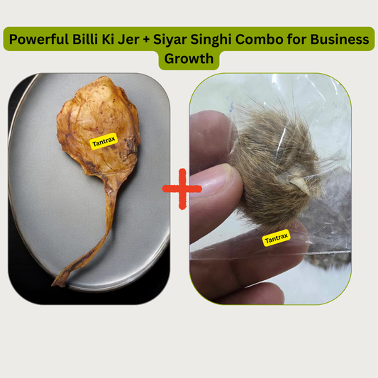 Powerful Billi Ki Jer + Siyar Singhi Combo for Business Growth