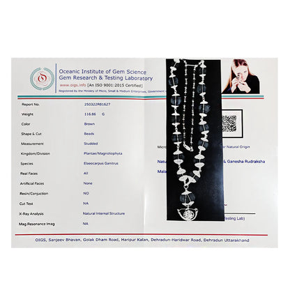 1–14 Mukhi Rudraksha Siddha Mala – Nepal Origin | With Ganesh Mukhi & Gaurishankar