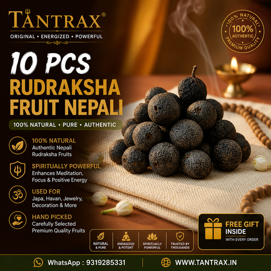 Original Nepali Rudraksha Fruit – Natural & Powerful
