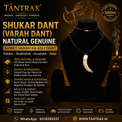 Shukar Dant – Premium Spiritual Collection | TANTRAX