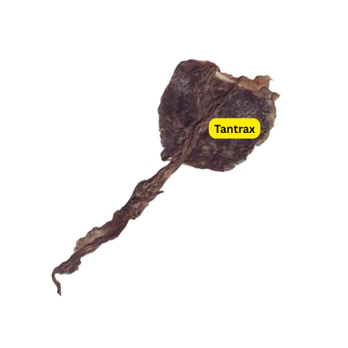 Black Cat Root – Wealth, Protection & Vashikaran Energy