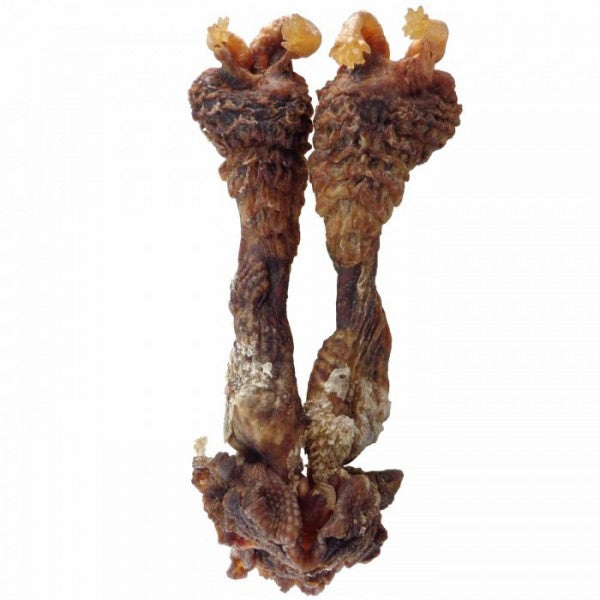 Original Hatha Jodi (Rare) – Used in Tantra & Vedic Rituals