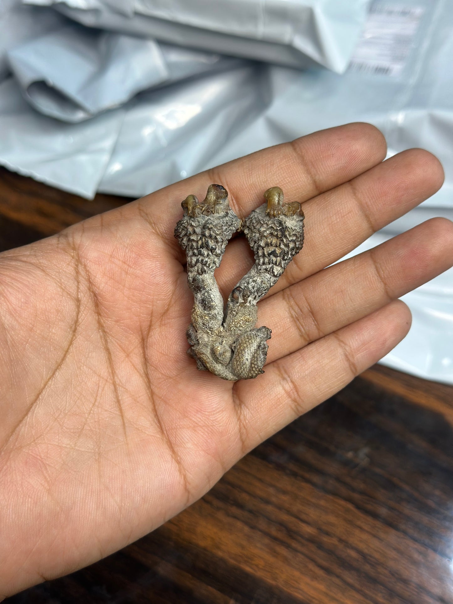 Original Hatha Jodi (Rare) – Used in Tantra & Vedic Rituals