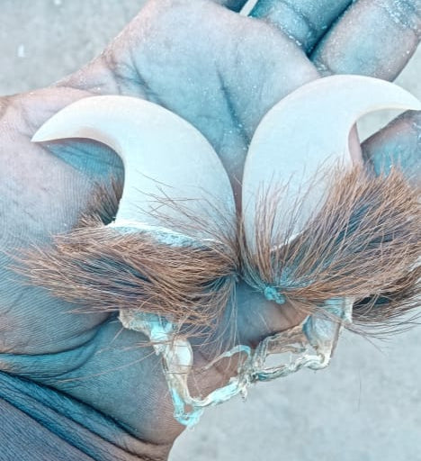 🦁 Natural Lion Claw Pair Pendants – Symbol of Power &amp; Protection