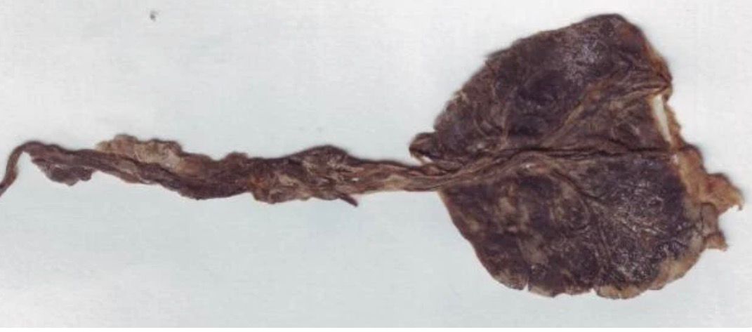 Black Cat Root – Wealth, Protection & Vashikaran Energy