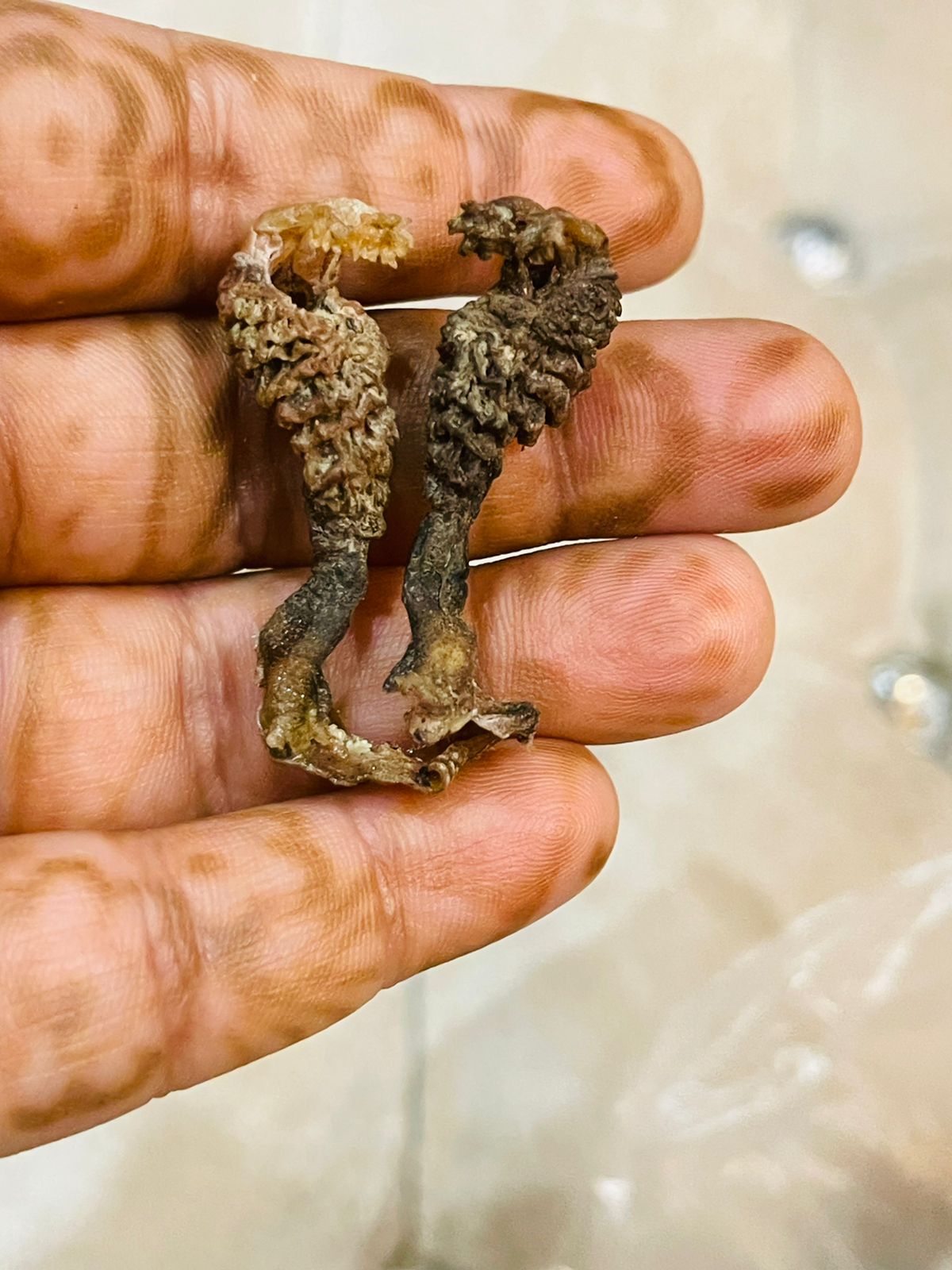 Original Hatha Jodi (Rare) – Used in Tantra & Vedic Rituals( Small Size)