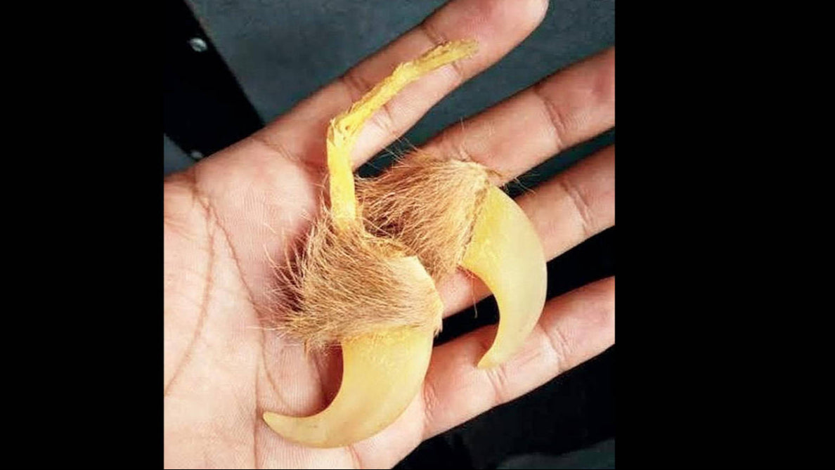 🦁 Natural Lion Claw Pair Pendants – Symbol of Power &amp; Protection
