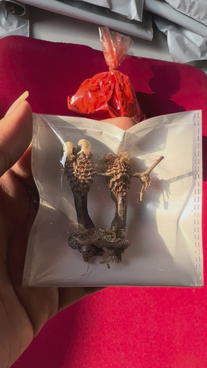 Original Hatha Jodi (Rare) – Used in Tantra & Vedic Rituals