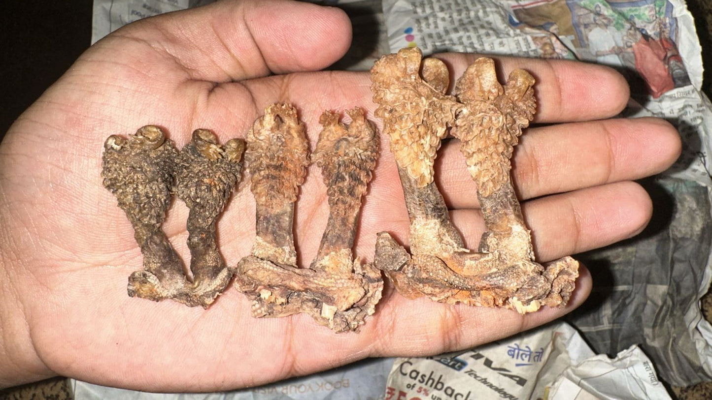 Original Hatha Jodi (Rare) – Used in Tantra & Vedic Rituals